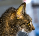 “Il mio gatto è giallo”: cause di ittero nella specie felina