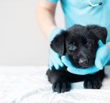 Il criptorchidismo nel cane e nel gatto, cosa è importante sapere