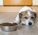 Il mucocele biliare nel cane: una grave patologia della cistifellea