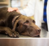 L’importanza dello screening per la Leishmania