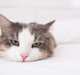 Come riconoscere il dolore nel gatto