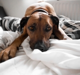 Trattamenti chemioterapici nel cane e nel gatto con neoplasia: precauzioni ed eventuali effetti collaterali