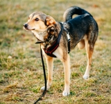 L'osteosarcoma nel cane