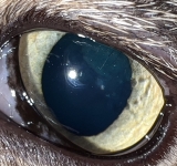 Distichie e ciglia ectopiche nel cane e nel gatto: quando le ciglia diventano un problema
