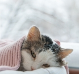 La pielonefrite nel gatto: un’infezione renale difficile da riconoscere