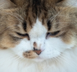 Neoplasie nel gatto in Italia: quali sono le più frequenti?